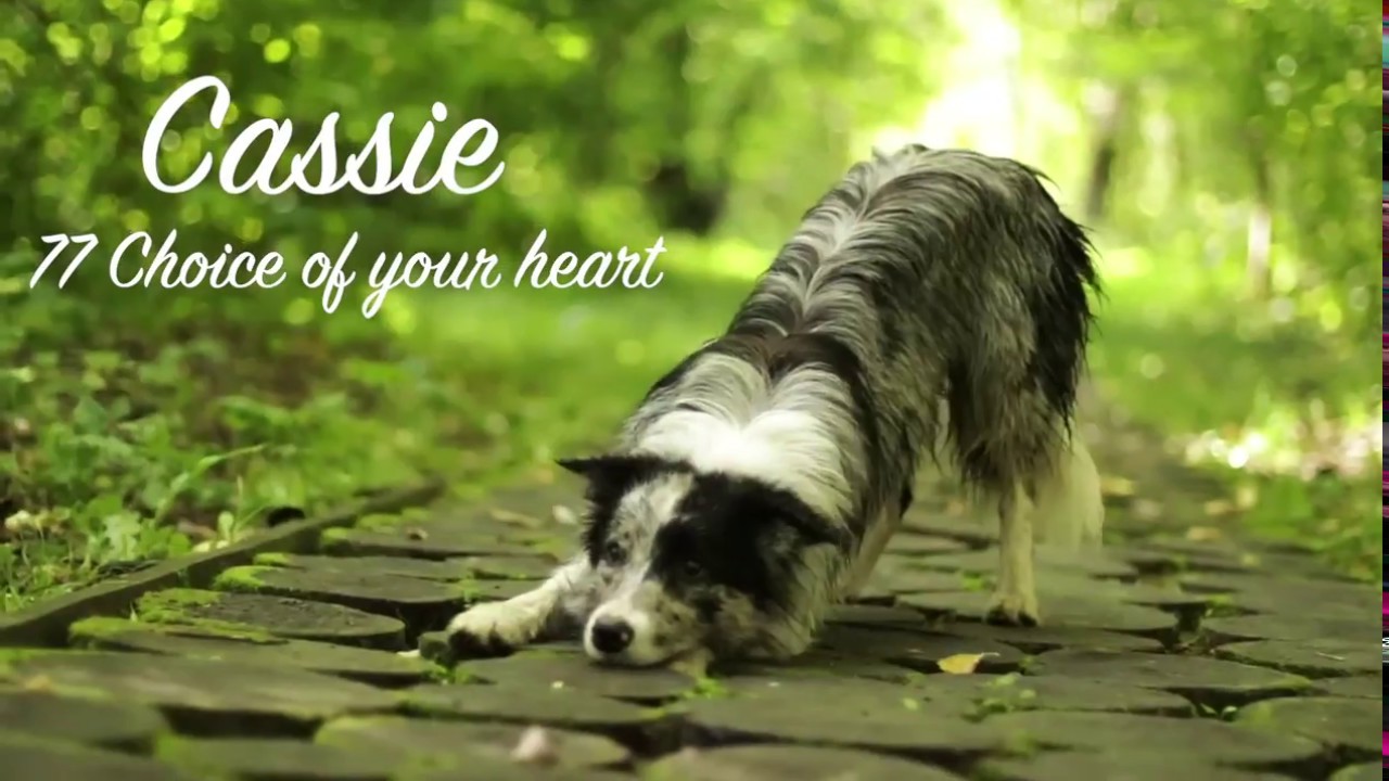 border collie Cassie ~1 year old~ tricks & frisbee