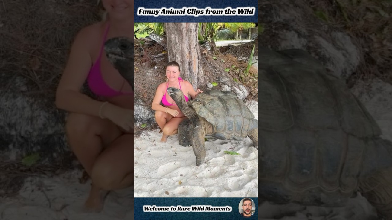 Funny Animal Clips from the Wild #shortvideo #animals #pets