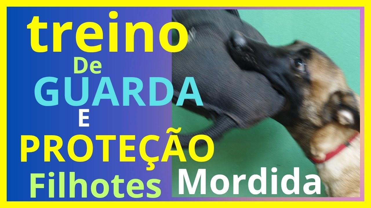 Treino de Proteção com dois filhotes de Malinois.