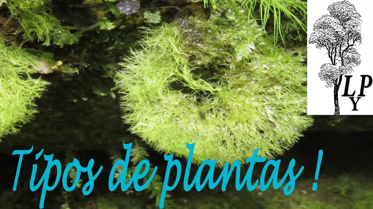 Tipos De Plantas que Existen De Briofitos a Angiospermas|| Escuela de reforestación Online