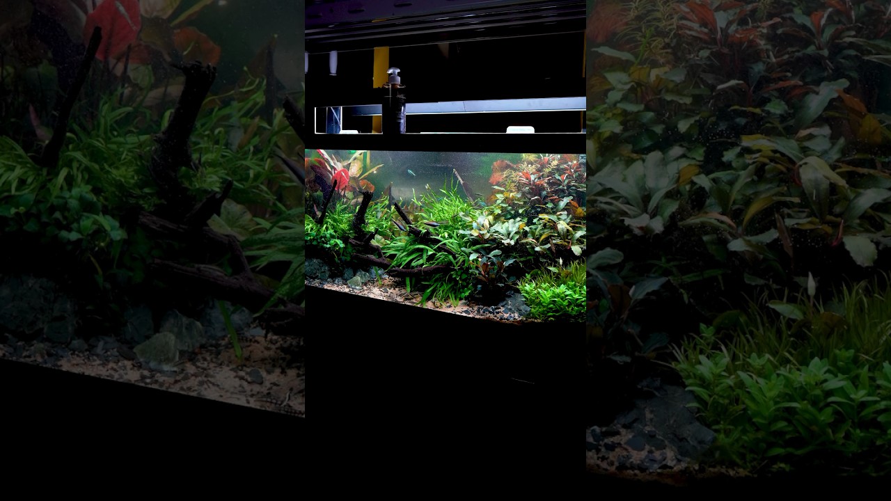 Обслуживание 40-галлонного аквариума в стиле природы #aquascape #plantedtank #natureaquarium