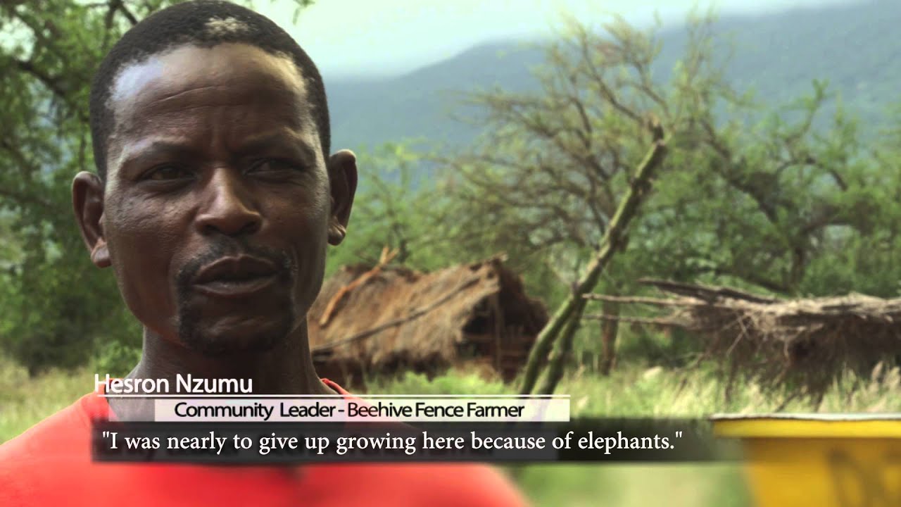 African honey bees change lives and save elephants