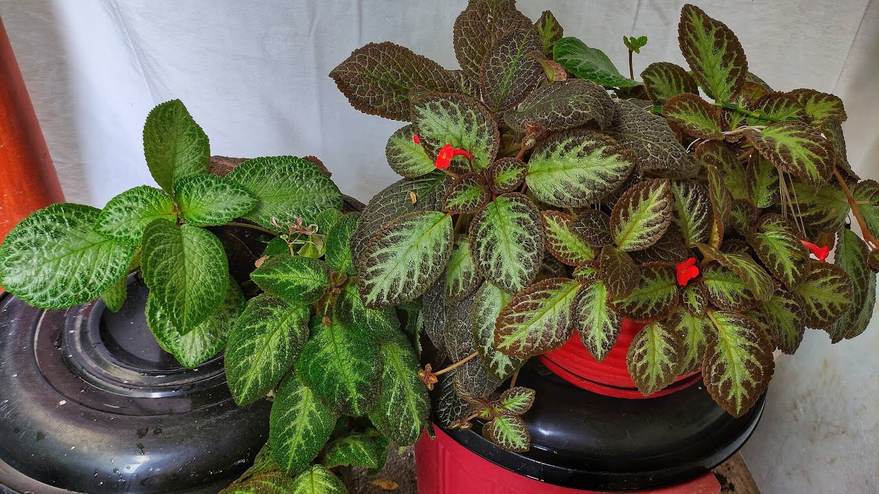 Planta Episcia - Sus Cuidados y Reproducción