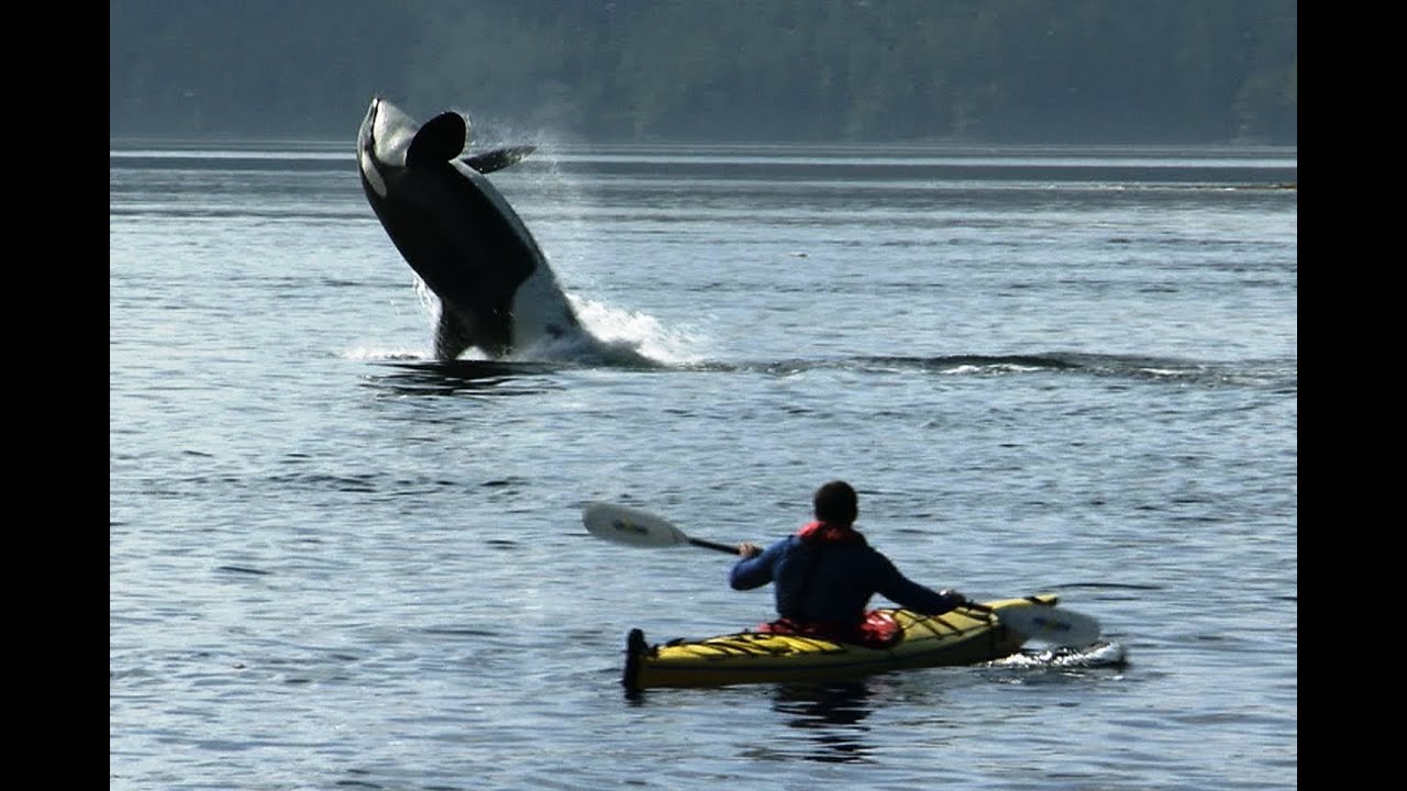Amazing Orca Dolphins Leap from the Water | Deadly 60 | BBC Earth