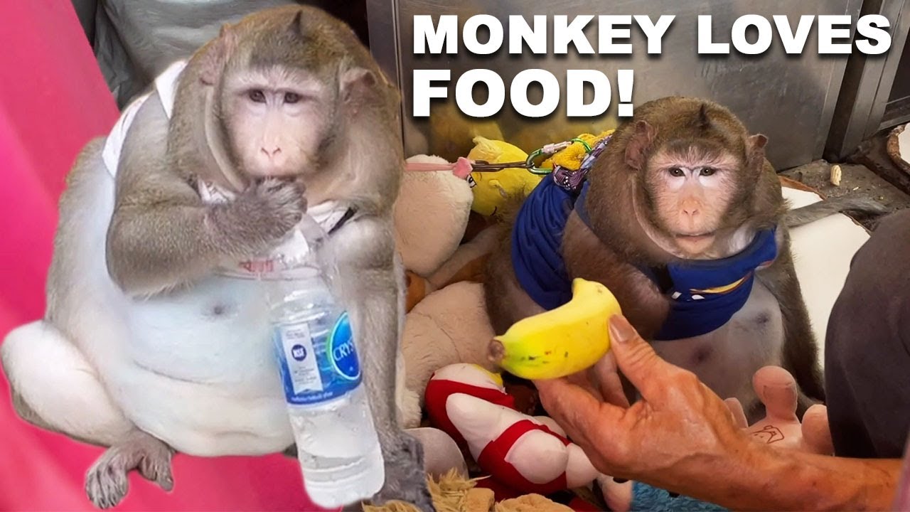 Obese Monkey Called ‘Godzilla’ Eats All Day