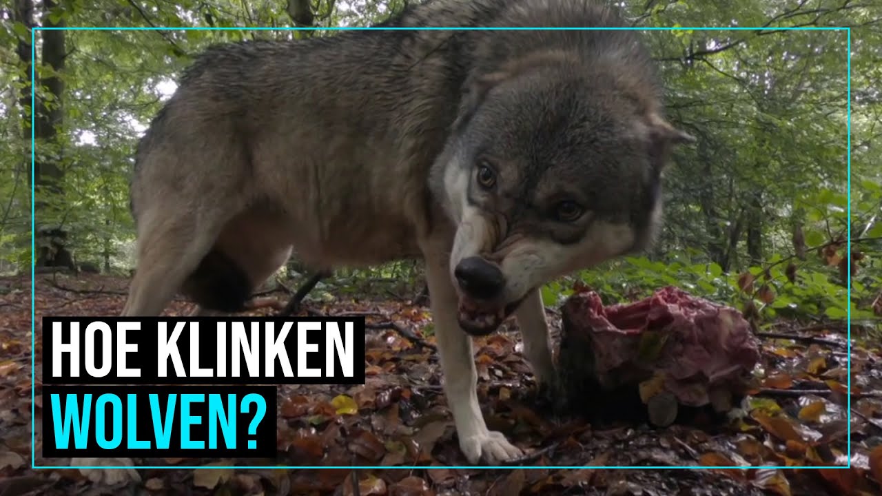 De wolf is terug | De Kennis van Nu