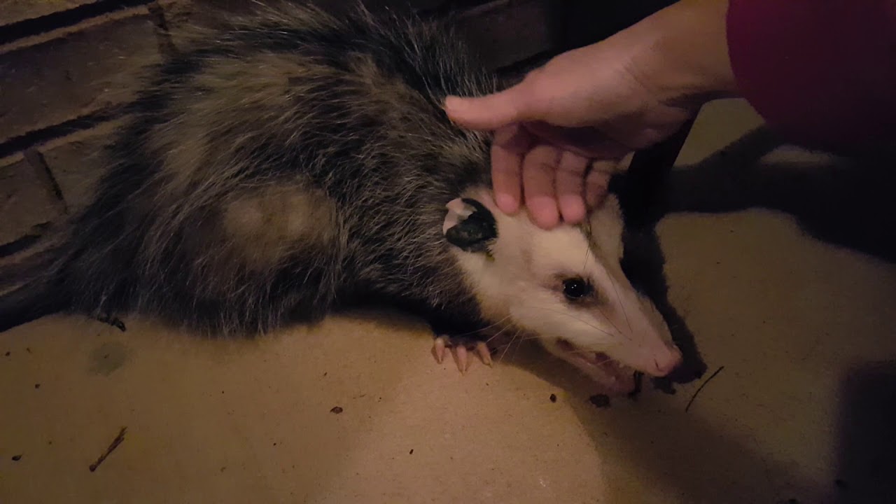 Petting a wild opossum