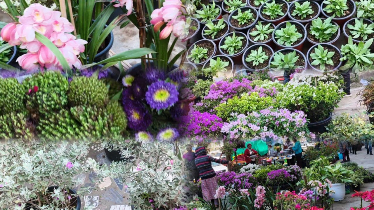 Winter flowers market dimapur ❣️# supermarket dimapur nagaland vlog 
