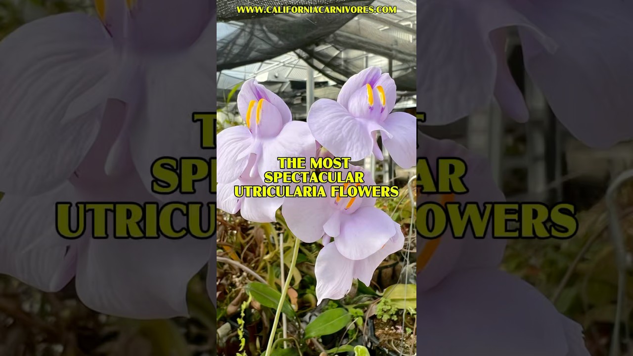 The Most Spectacular Utricularia Flowers