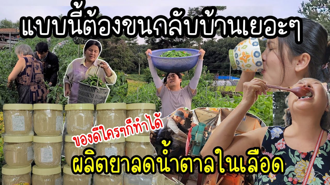 EP.805 แบบนี้ต้องขนกลับบ้านเยอะๆ พ่อปู่แม่ย่าพาผลิตยาลดน้ำตาลในเลือดไว้กิน ถึงว่าไม่เป็นเบาหวาน