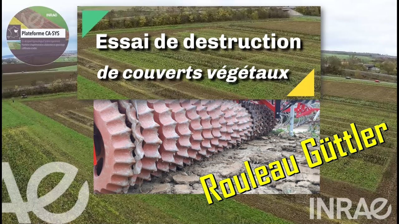 🌿Rouleau Güttler piétinement mouton pour destruction de couverts 🌿rolling cover crops