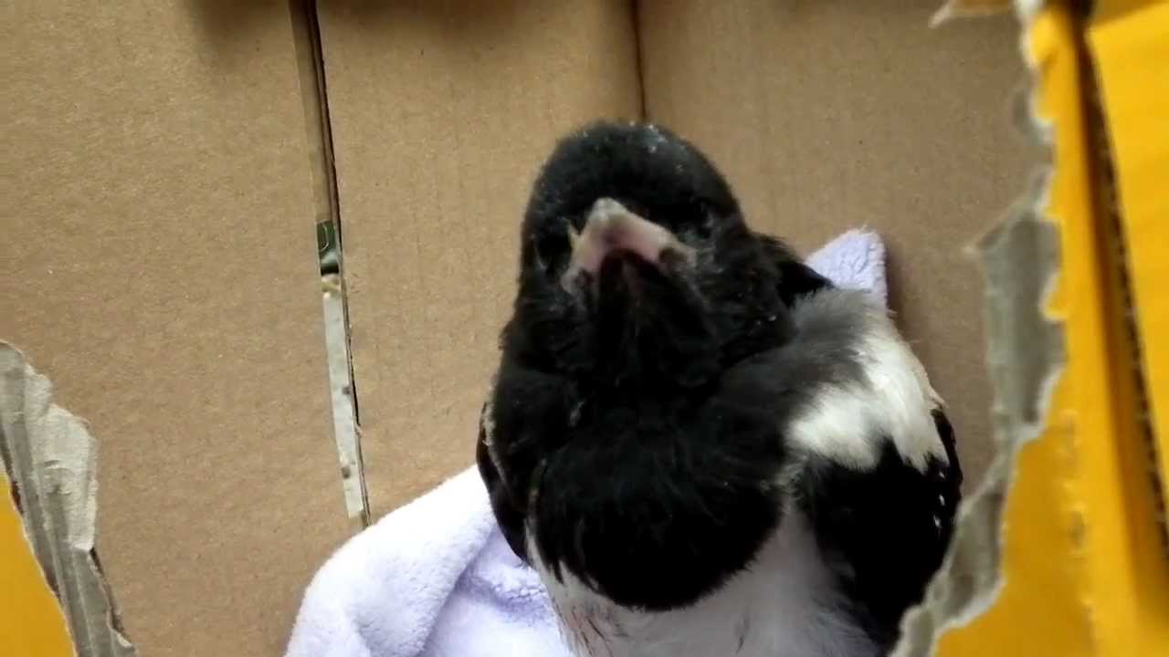 Feeding an abandoned baby magpie
