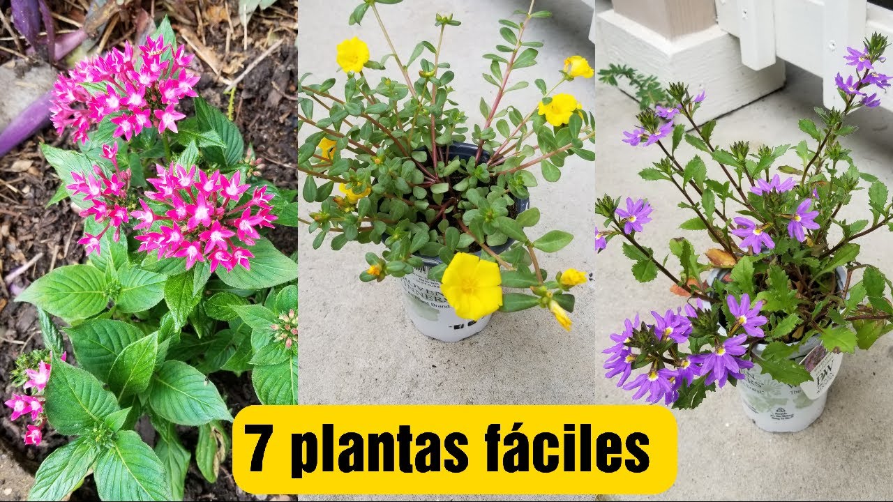 Plantando plantas resistentes a mucho sol y calor