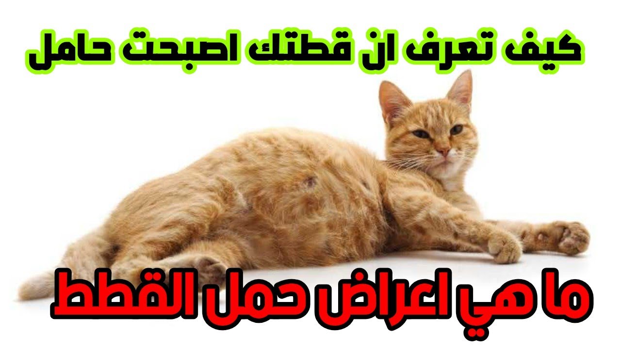 علامات الحمل عند القطط وكيف تتاكد ان قطتك حامل