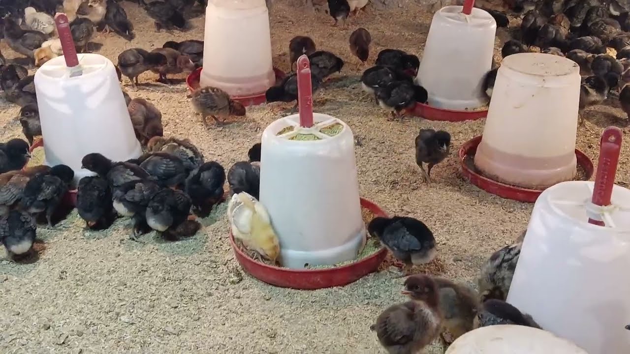 सोनाली मुर्गी के बच्चे। #sonalimurgipalan #sonalichicks   #brooding #1millionviews 