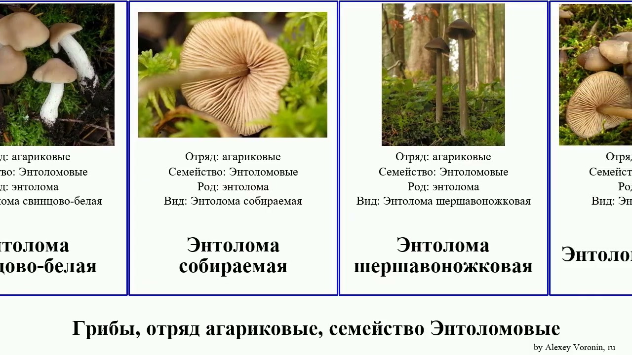 Грибы, отряд агариковые, семейство Энтоломовые энтолома fungus Vinyasa седая красивая Agaricales