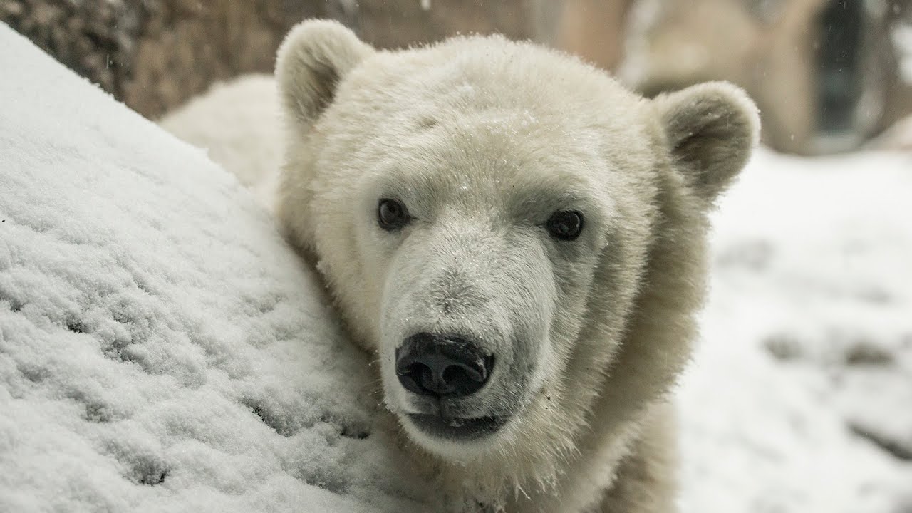 Nora, Conrad and Tasul are Polar Bear Heroes
