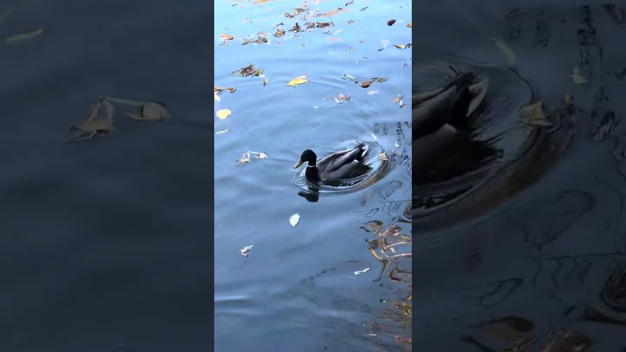 Прекрасный вид, наблюдаю за утками 🦆, плавающими в пруду.