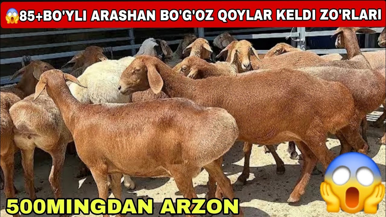 🚨Voy dodd Uzoq Kutilgan Veido Arashan Bo’g’oz 85 +Gigant Zo’rlari Keldi 4Miln 300Mingdan Xan Qo’chqo