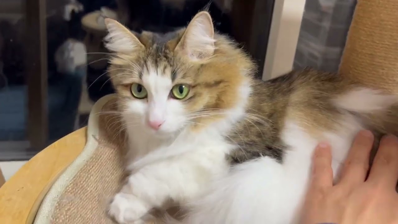 かんなわライブ配信部屋の猫たちのお名前紹介