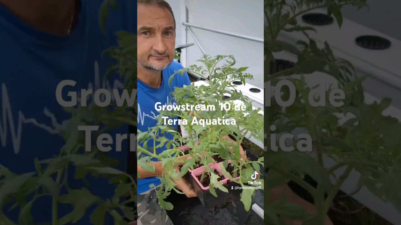 Tomates en place dans le Growstream de Terra Aquatica #hydroponics #tomato #jardin #farming