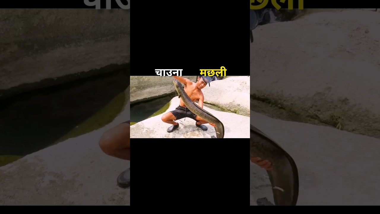 चाउना मछली 😱 #youtubeshorts #tremendousfacts #tremendousfacts #facts #fascinatinginformation #fishin