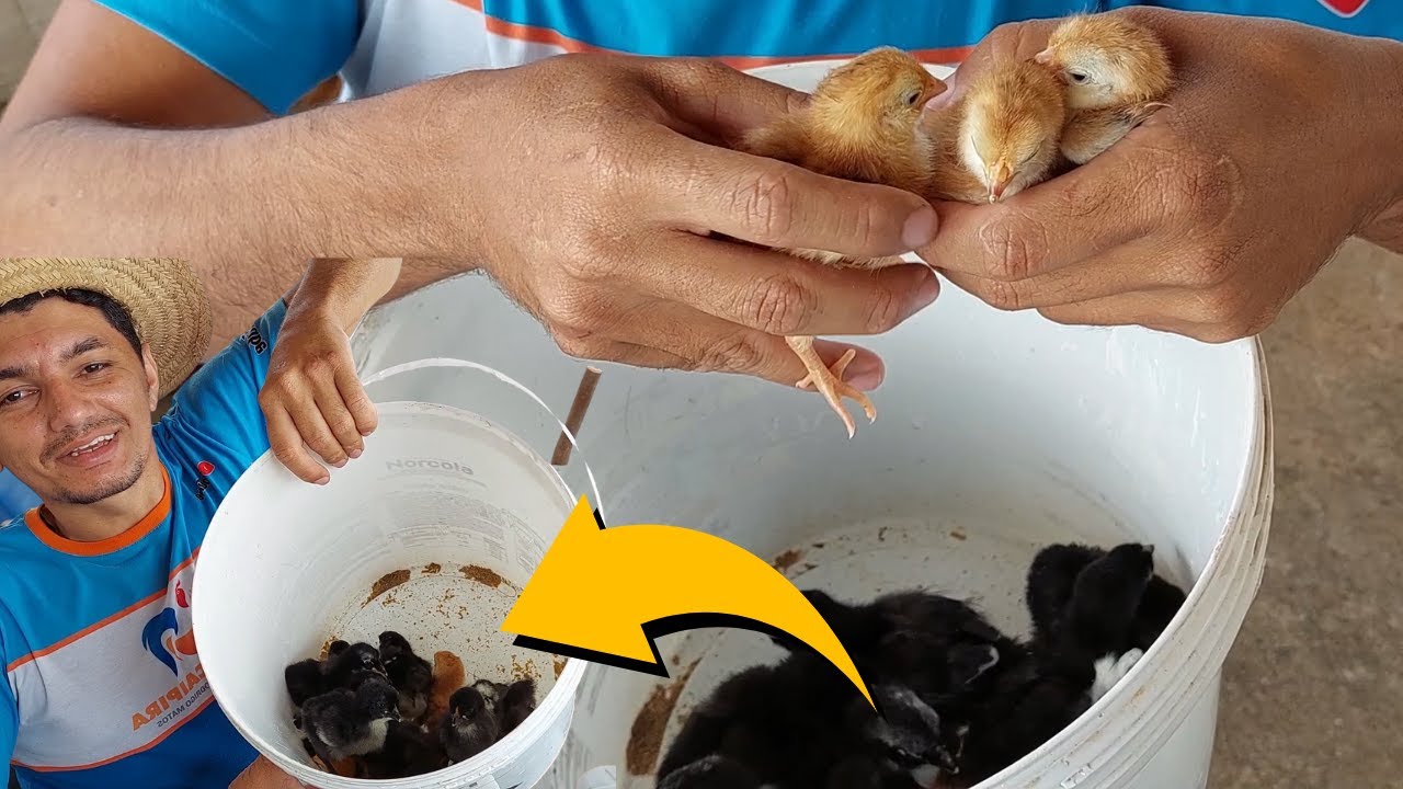 Jeito diferente de CRIAR PINTINHOS, como criar PINTINHOS SAUDÁVEIS sempre