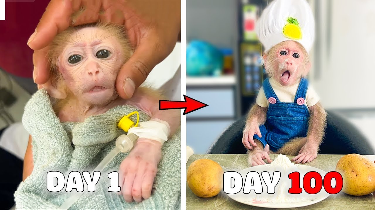 Process Adopting Poor Monkey Cubis From Day 1 - 100 Days | FULL VERSION