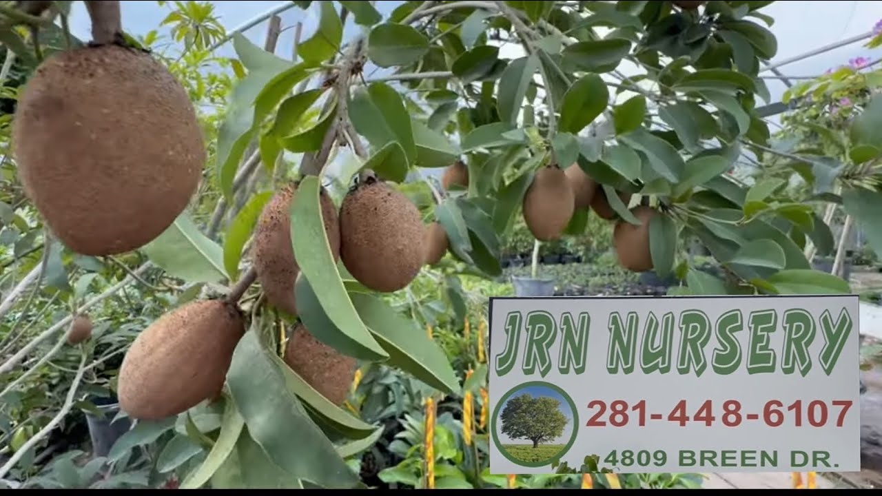 Đi JRN1 Nursery Mua Cây Nho Thân Gỗ, Loquat Christmas, Tắc Chua Lùn, Sapoche, Táo Tàu … Đủ Thứ Loại.