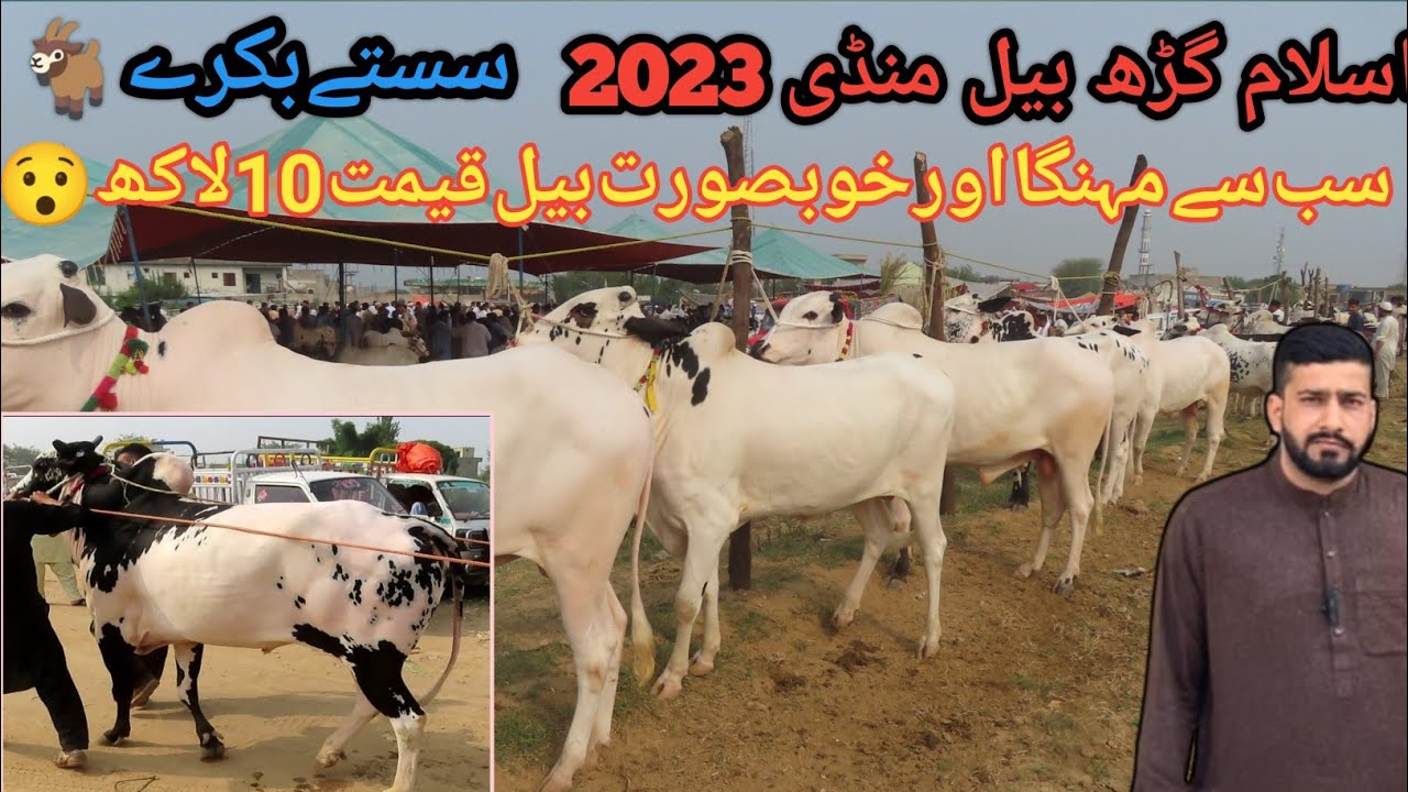 Islamgarh Bull 🐂 & Bakra 🐐 Mandi 2023 || Bull Rates 2023 || Islamgarh Mirpur Azad Kashmir