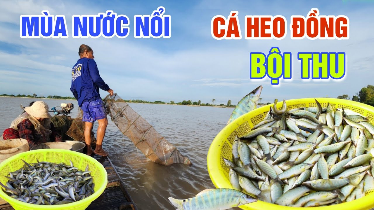 BỘI THU ĐẶC SẢN CÁ HEO ĐỒNG MÙA NƯỚC NỔI - CUỘC SỐNG BIÊN GIỚI CAMPUCHIA | OKDD