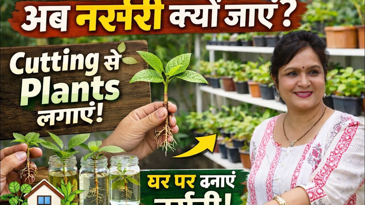 हम नर्सरी क्यों जाएं? जब घर पर ही बना ली अपनी नर्सरी ।Cutting से free Plants लगाने का आसान तरीका 