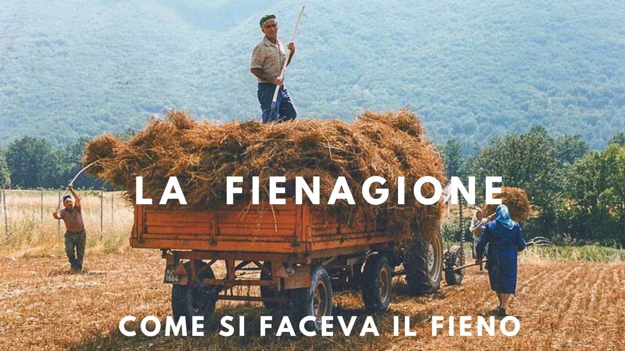 Raccolta del fieno fienagione tradizionale festa contadina friulana agricoltura di una volta