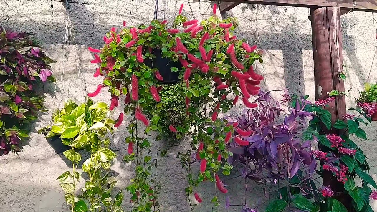 Flor Rabo de Gato Pendente
