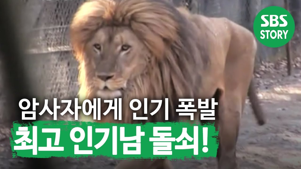 사파리 &lsquo;최고 인기남&rsquo; 돌쇠! I TV동물농장 (Animal Farm) | SBS Story