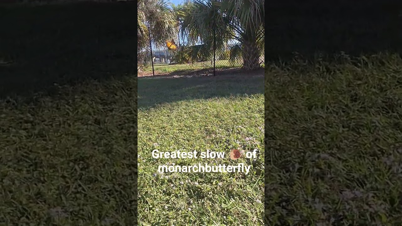 #monarchbutterfly