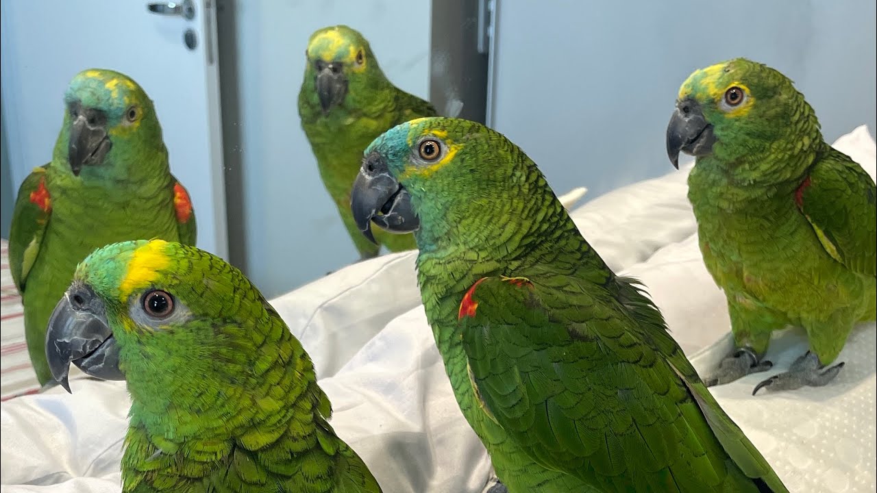 OLHA O QUE ELES ESTÃO FALANDO Trio colorido | 🦜🦜🦜