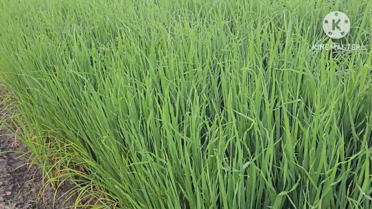 पूसा बासमती 1401 ब्रीडर बीज की DSR(सीधी बिजाई )108दिन बाद 