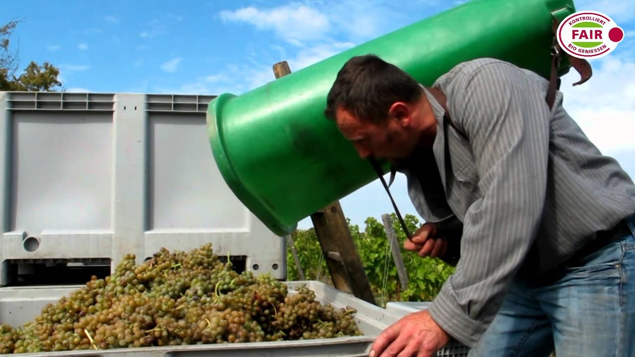 Erst lesen - dann genie&szlig;en! Zu Besuch auf dem Bio-Weingut Rothe