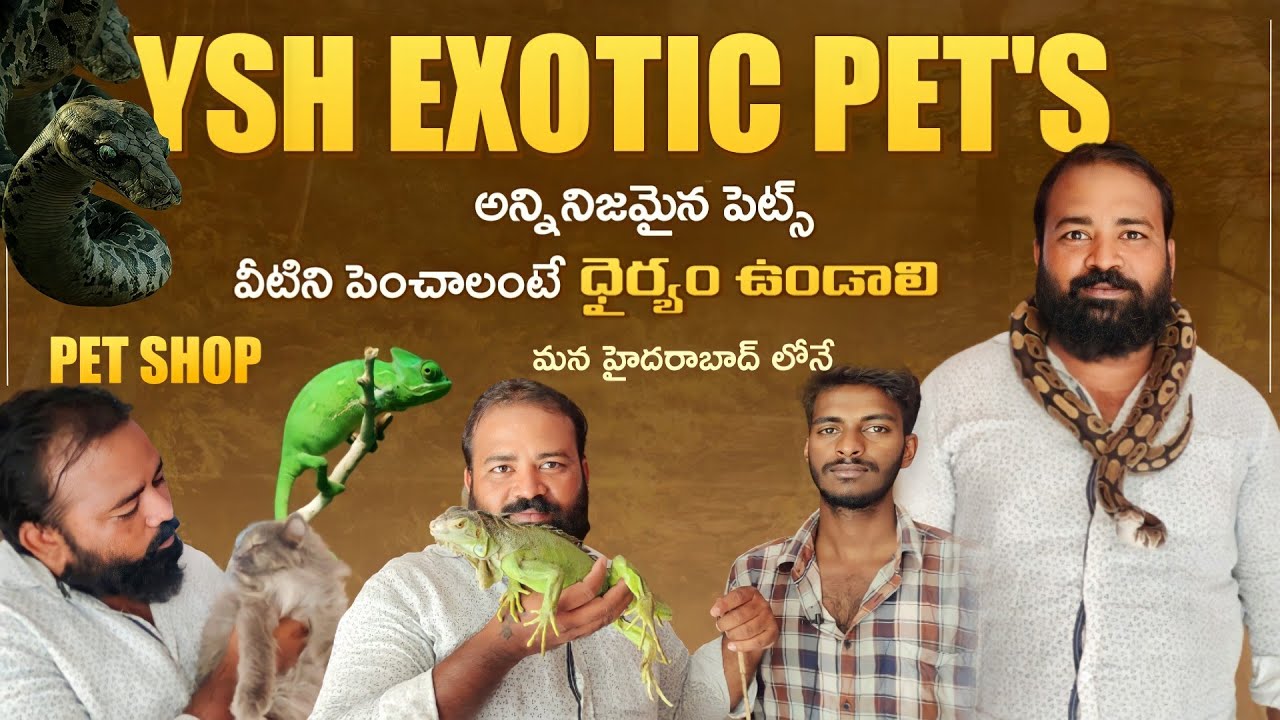 YSH EXOTIC PETS Shop in Hyderabad Exotic Pets | Ball Python | Iguana | Hedgehog | 10 Exotic Animals