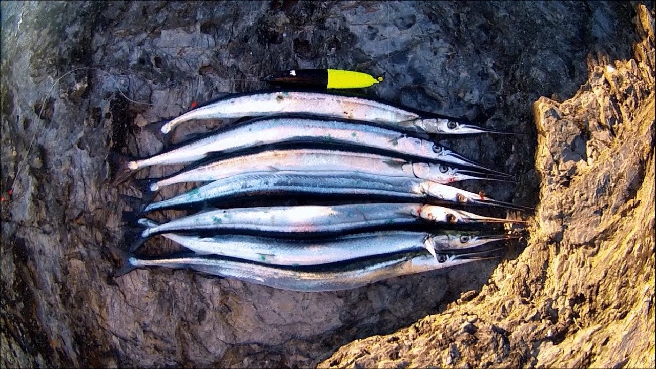 Shore Fishing - GARFISH - Float Spinning and Float Fishing vs Spinning