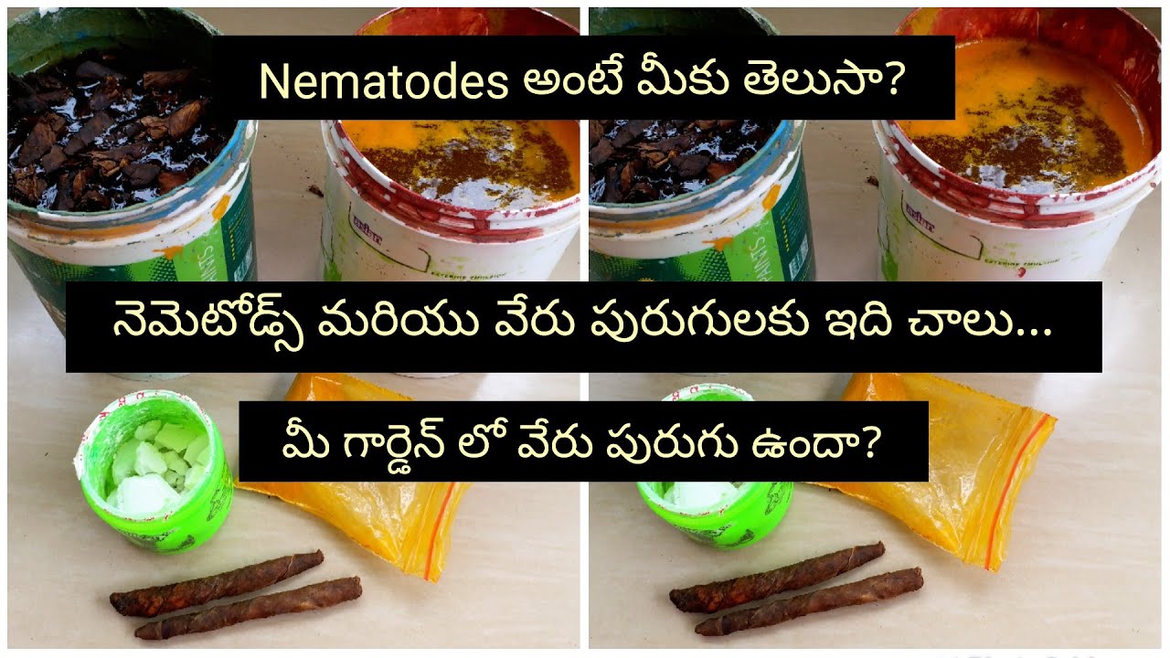 How to prepare pesticide using tobacco Nematode control using tobacco How to use Tobacco in garden