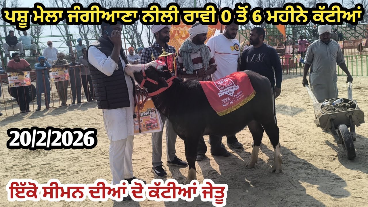 ਪਸ਼ੂ ਮੇਲਾ ਜੰਗੀਆਣਾ ਨੀਲੀ ਰਾਵੀ 0 ਤੋਂ 6 ਮਹੀਨੇ ਮੁਕਾਬਲੇ ਚ ਇੱਕੋ ਸੀਮਨ ਦੀਆਂ ਦੋ ਕੱਟੀਆਂ ਜੇਤੂ। ਦੇਖੋ ਪੂਰੀ ਵੀਡੀਉ 