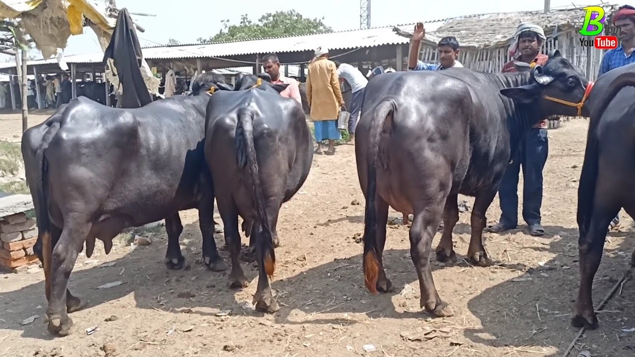 30 हजार रुपए में भैंस खरीद सकते हैं दिलदारनगर के पशु मंडी से | Bhains ki Mandi in Uttar Pradesh