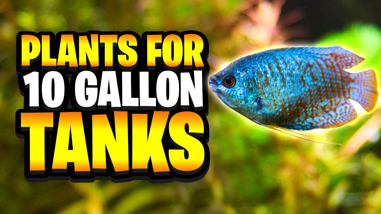 The Best Aquarium Plants For 10 Gallon Tanks!