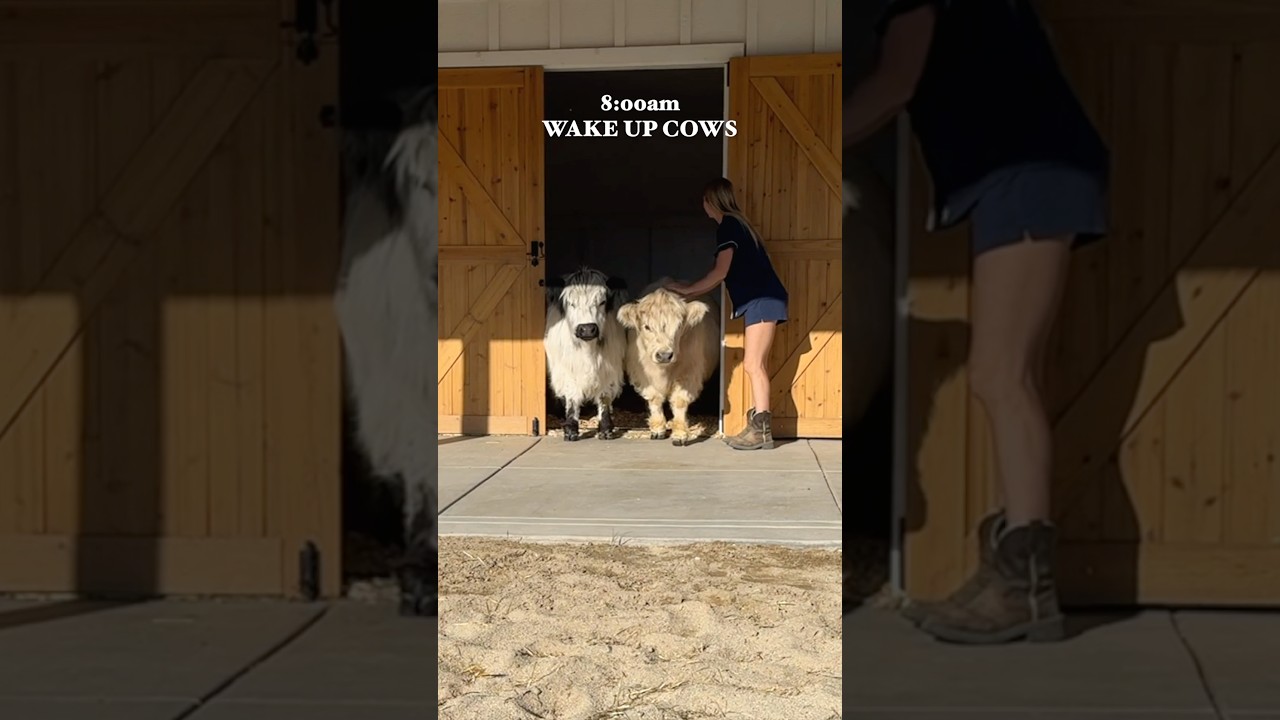 Morning Routine On My Mini Farm! @openfarmpet #openfarmpartner