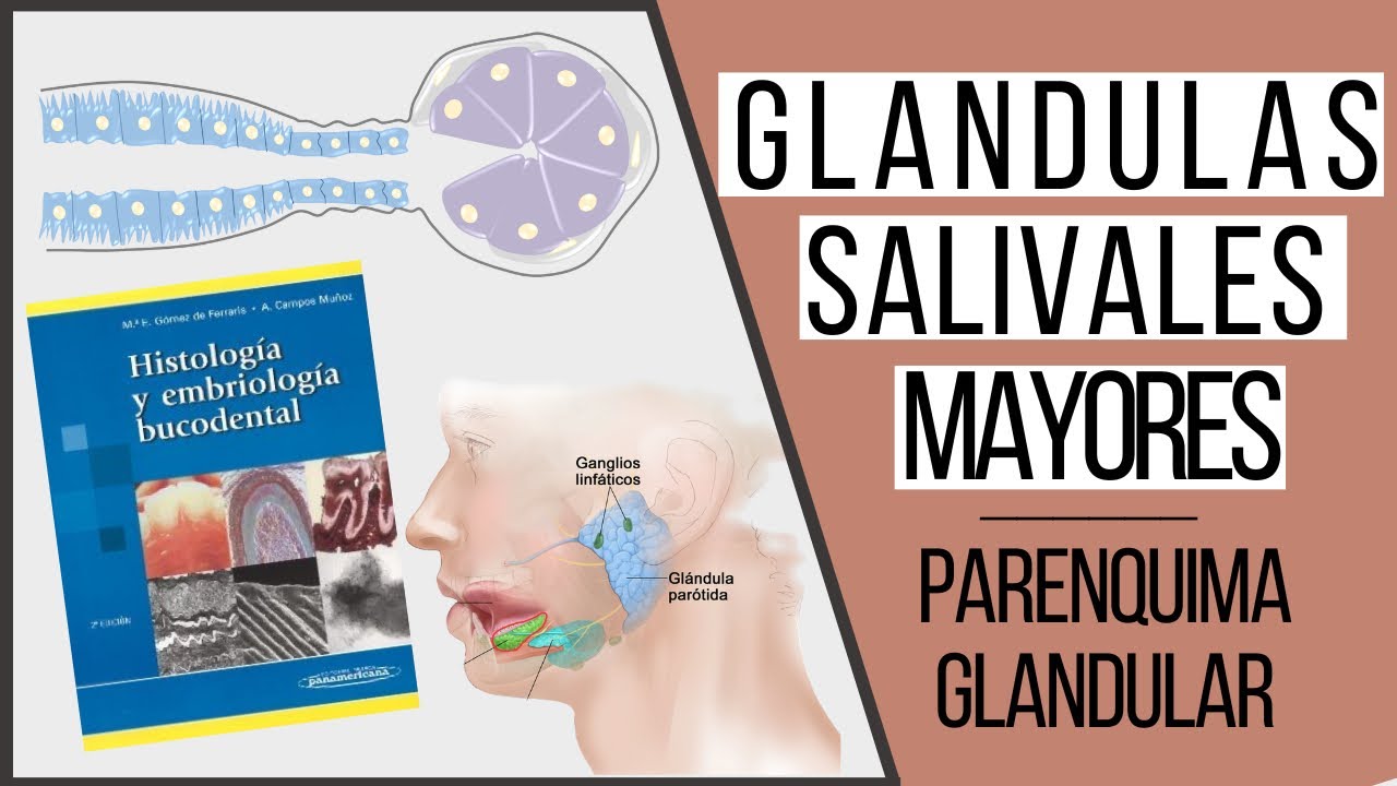 Glándulas salivales mayores  | parenquima glandular | Odontologia Con Cri