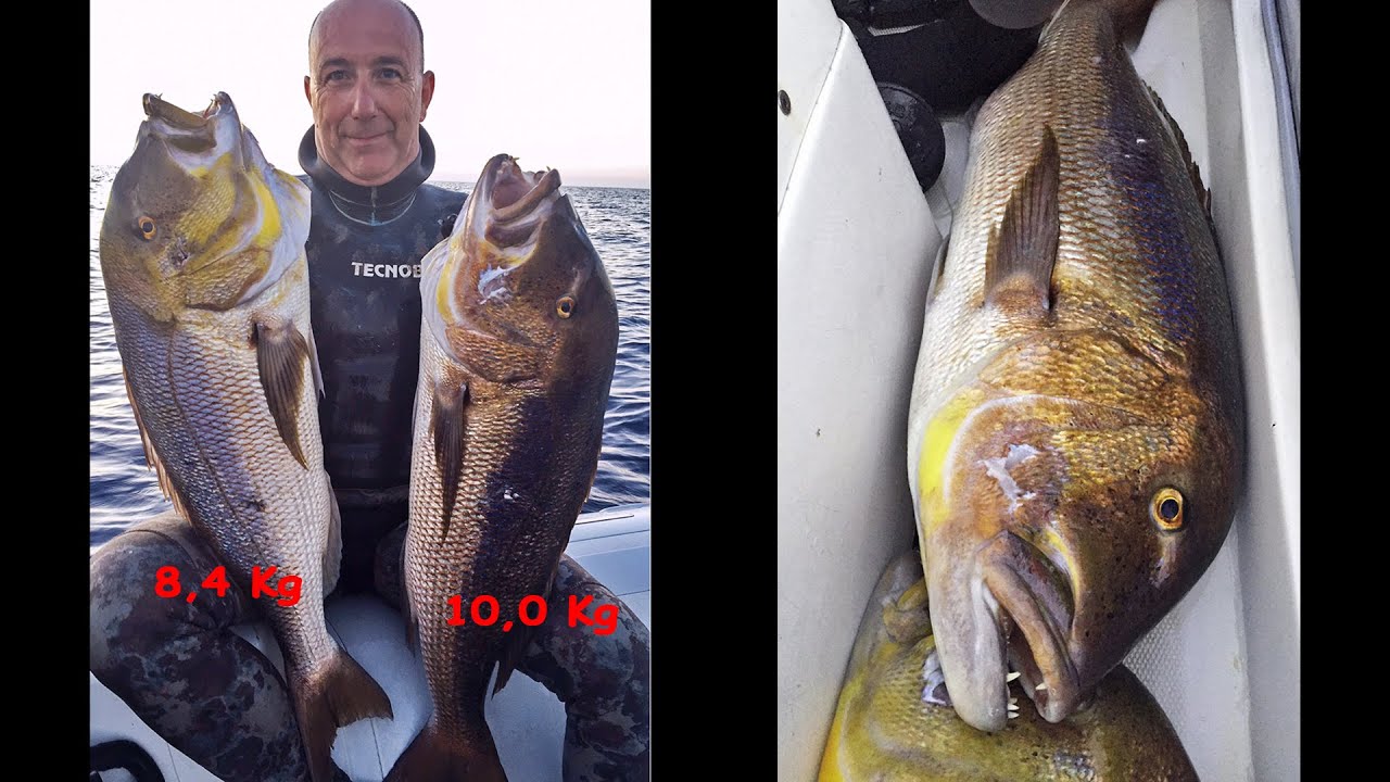 PESCASUB by Matto N.20  -  due dentici preistorici 10 e 8,4 Kg (two huge snappers 19 Kg)