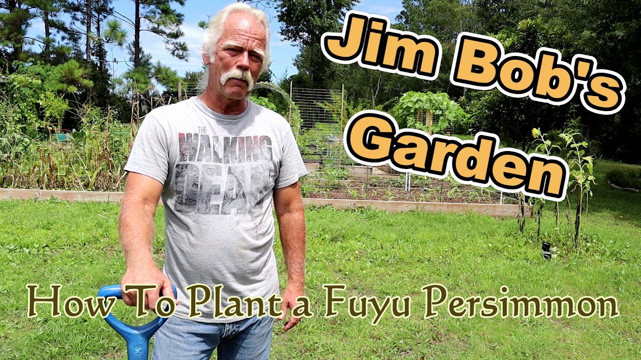 How To Plant a Fuyu Persimmon