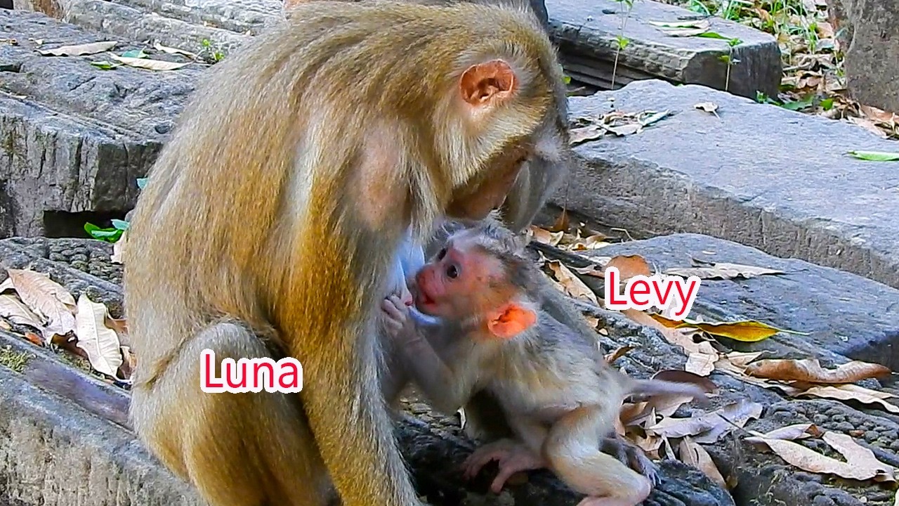 Luna breastfeeds Libby's youngest child, Levi, because Luna sees him as weak